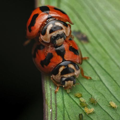 love is in the leaf