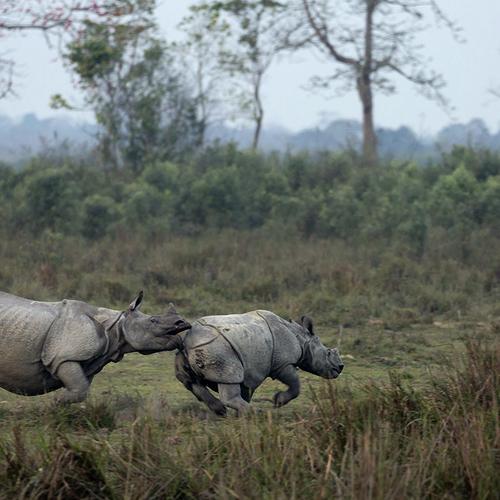 Rhino Ride