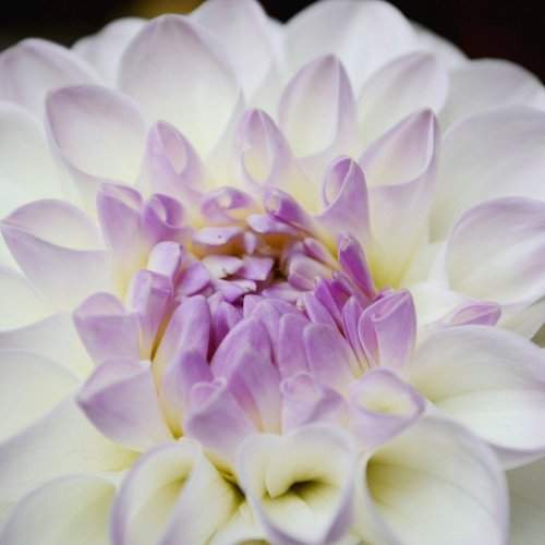 Dahlia Eveline