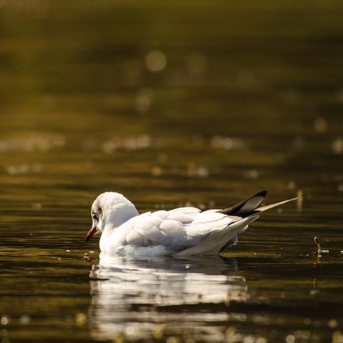 Gull with golden light