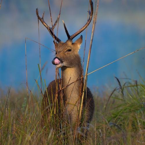 Barasingha