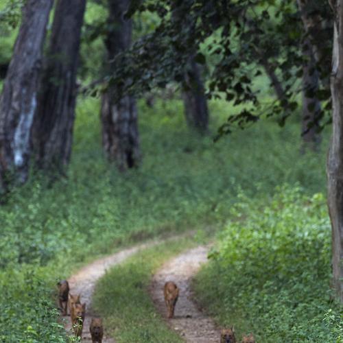 The Dhole Parade