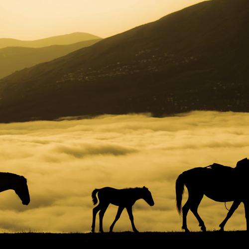 Horse family
