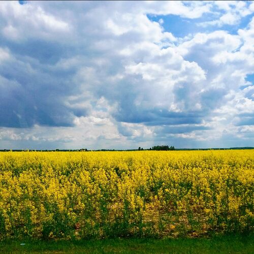 запах  пряности