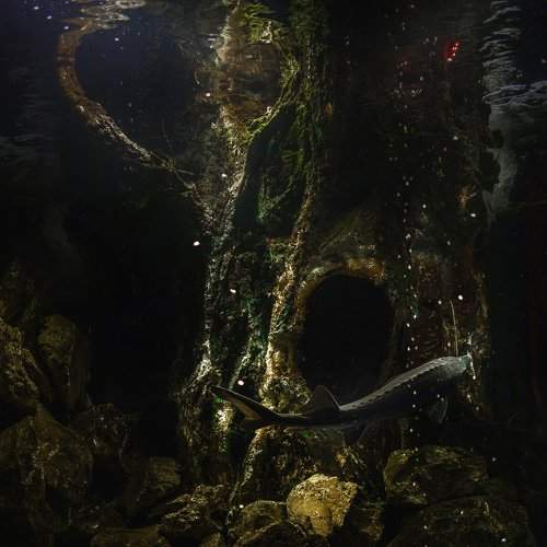 Photo #2242752