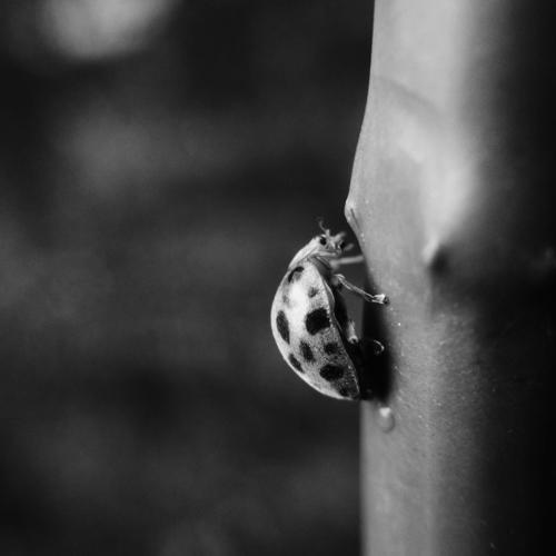 Lazy Bug