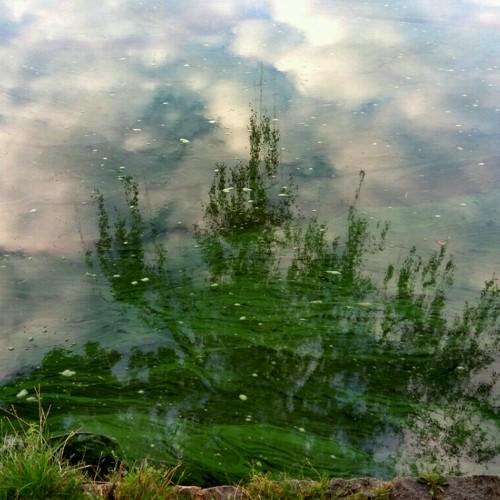 Водяная ель