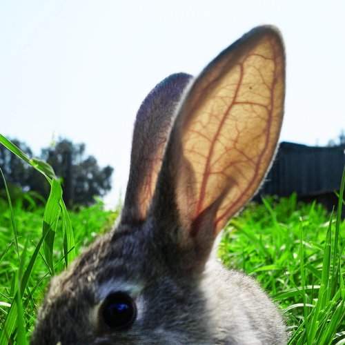 Photo #2244415
