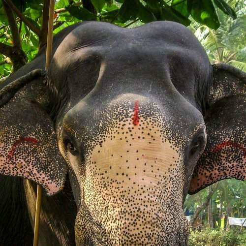 Elephant