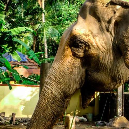 Elephant