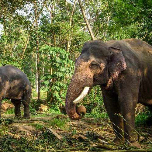 Elephants