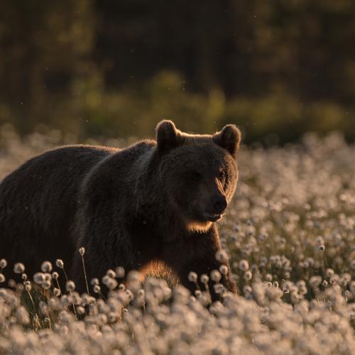 The Boss of the Taiga