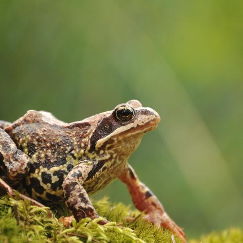 FROG