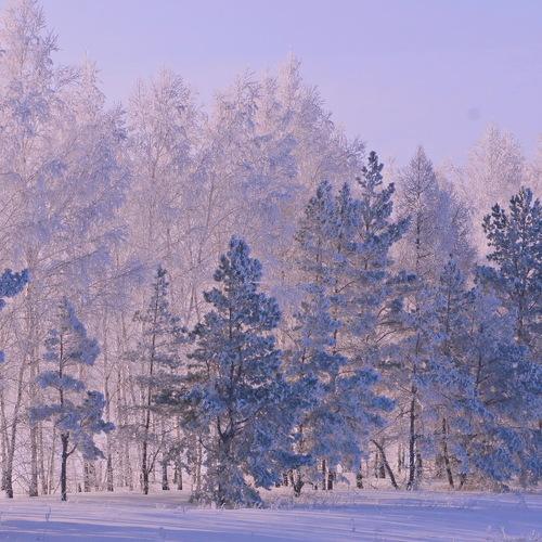 Инеем посеребрило.