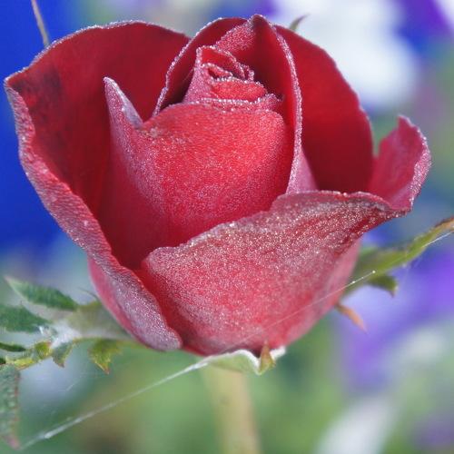 Photo #2249877