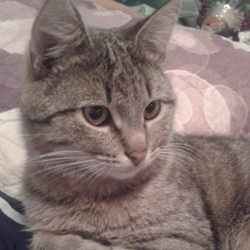 Photo #2250714