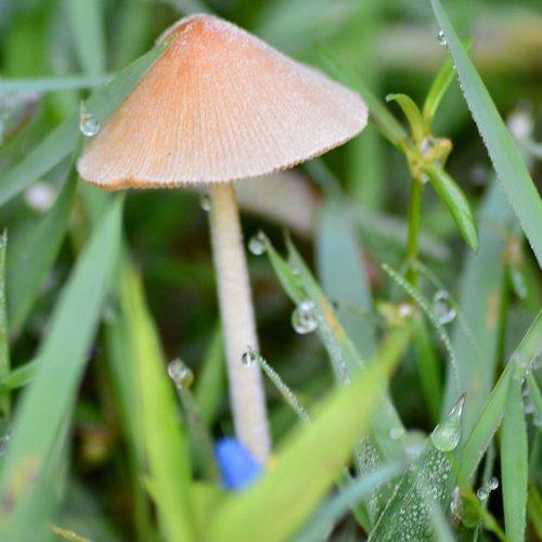 Grass and Mushroom