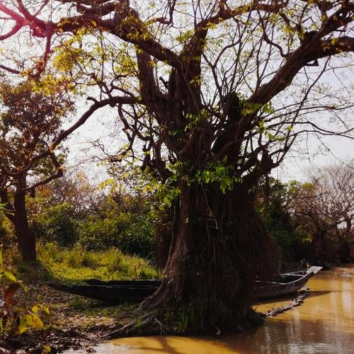 Ratargul swamp forest