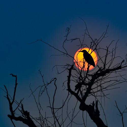 A alone egret with sunset