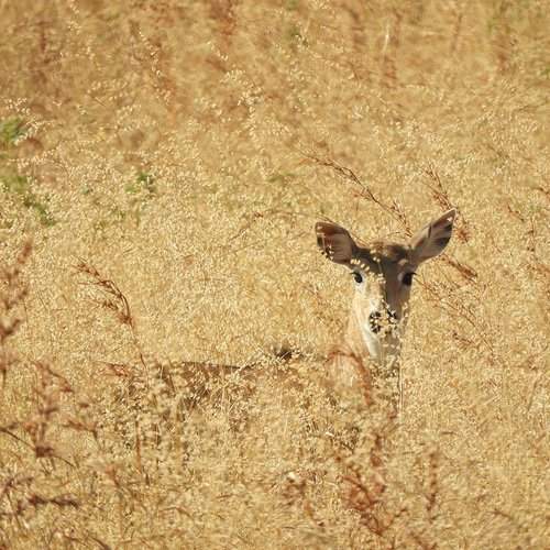 FLORA AND FAUNA