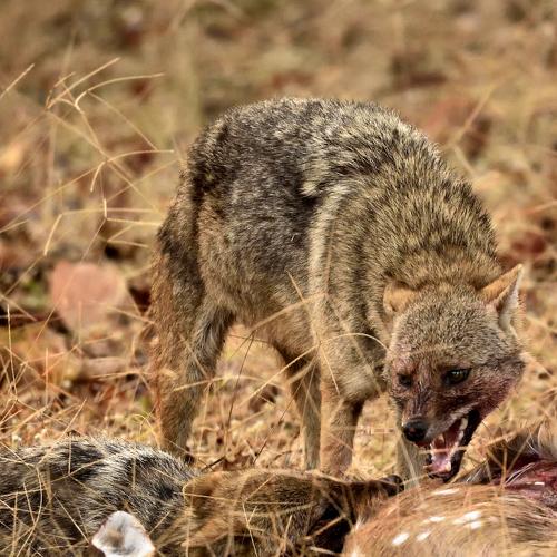 My right to the first bite....