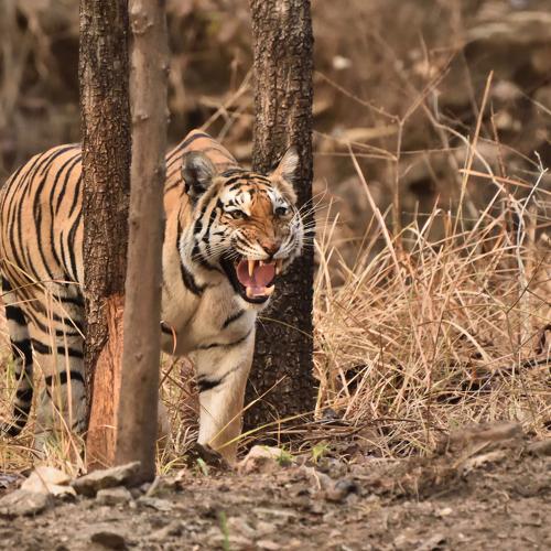 Mother's fury...