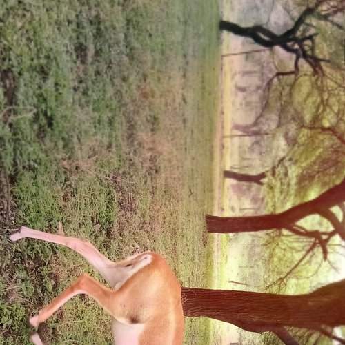 Baby of deer