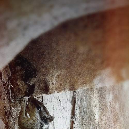 Squirrel
