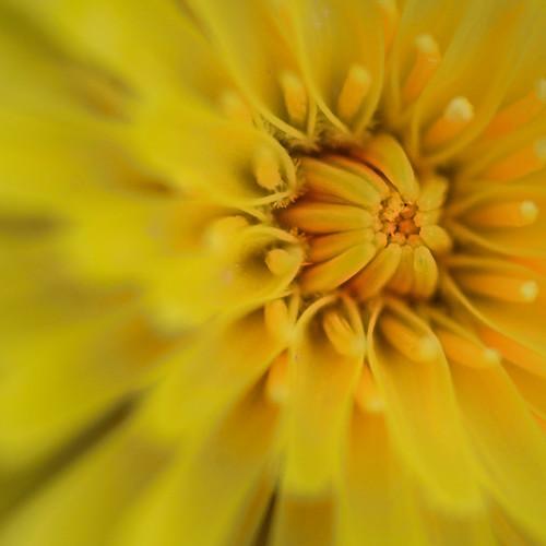 Deep Yellow