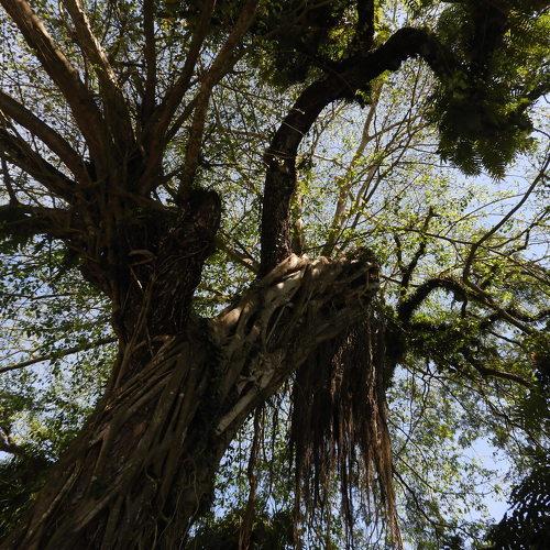 The poetry of earth