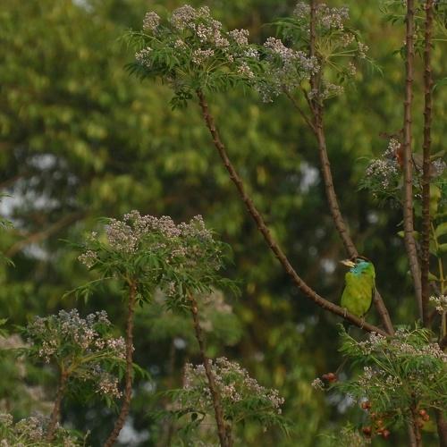 Birdscape