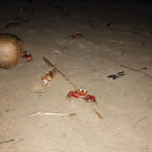 Crab