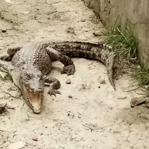 Crocodile