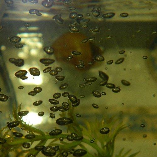 Photo #2258149