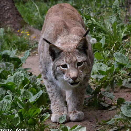 lynx