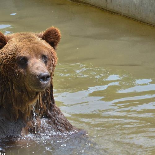 washing bear