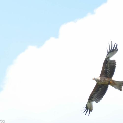 adler