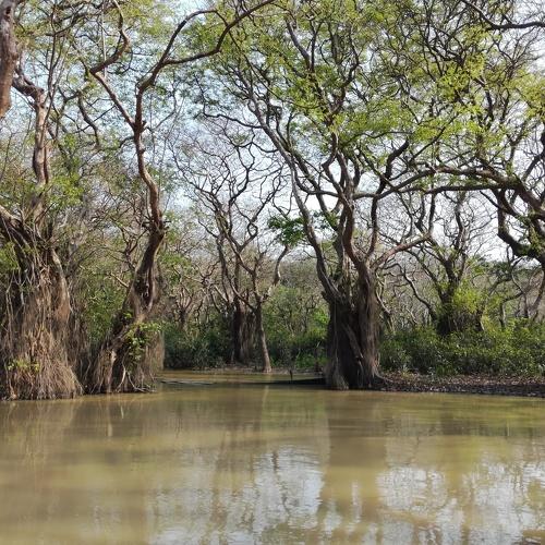 Nature in a Swamp forest