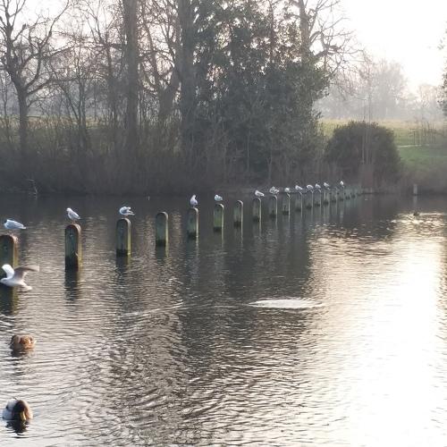 Ducks of Hayden park 2