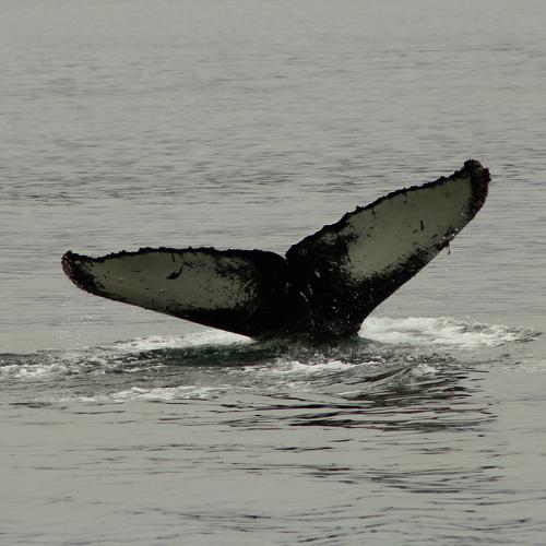 Ballena Jorobada