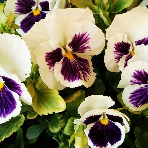 Pansy flowers