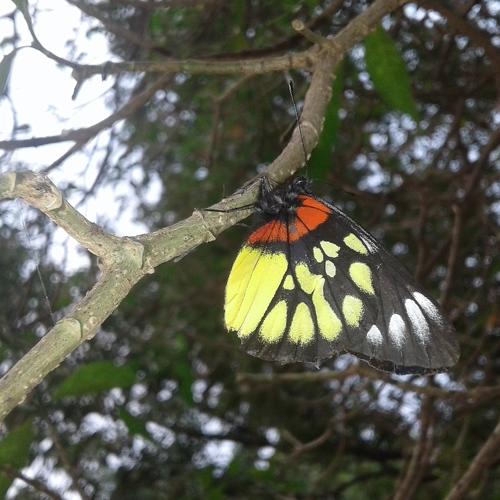 Colors in Wild