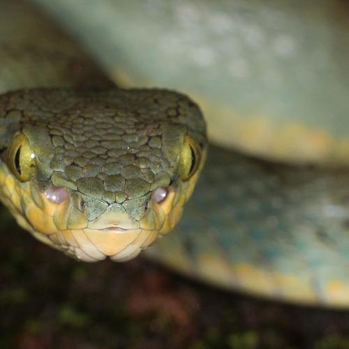 Eye to eye with the predator