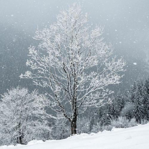 Winter tree