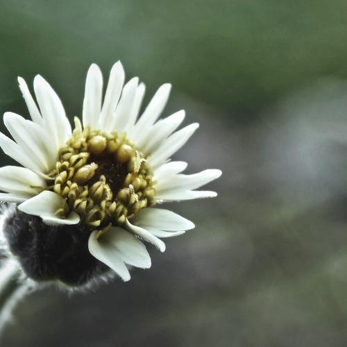 Flor de primavera