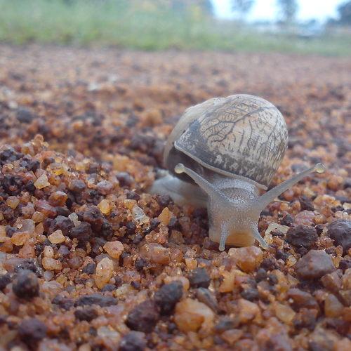 Running with nature - Snail