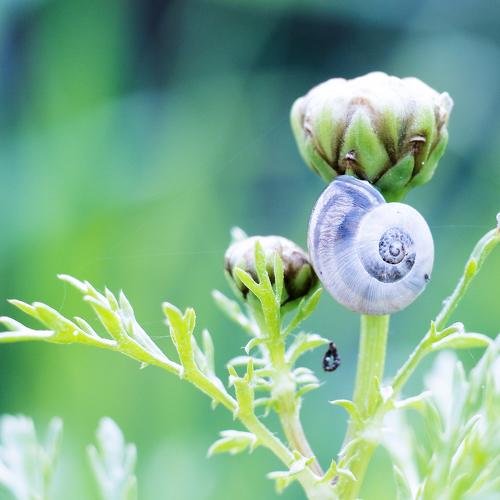 Cochlea