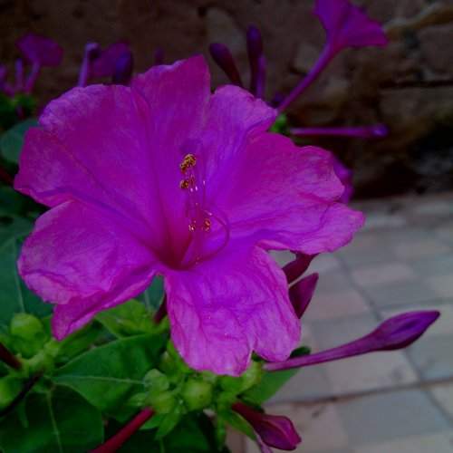 Flower