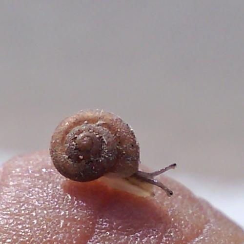 SNAIL