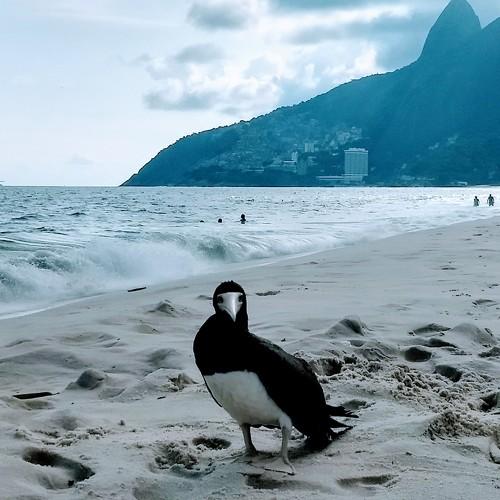 Amigos de playa